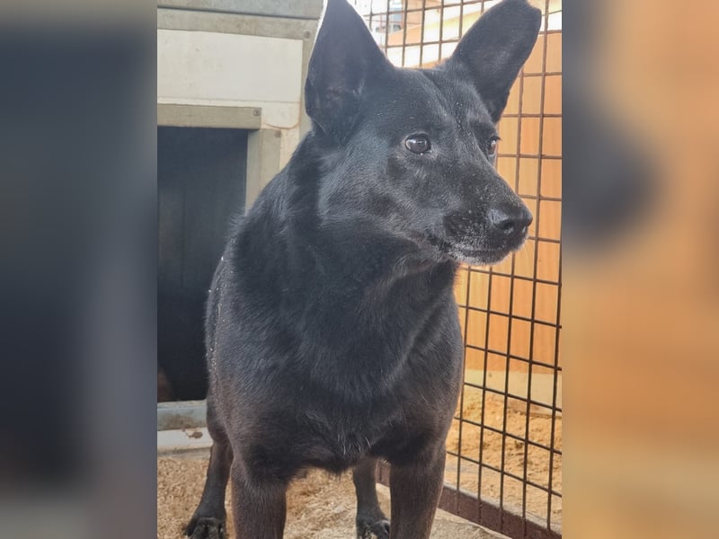 Helen, ruhiges Zuhause gesucht. Gerne als Zweithund