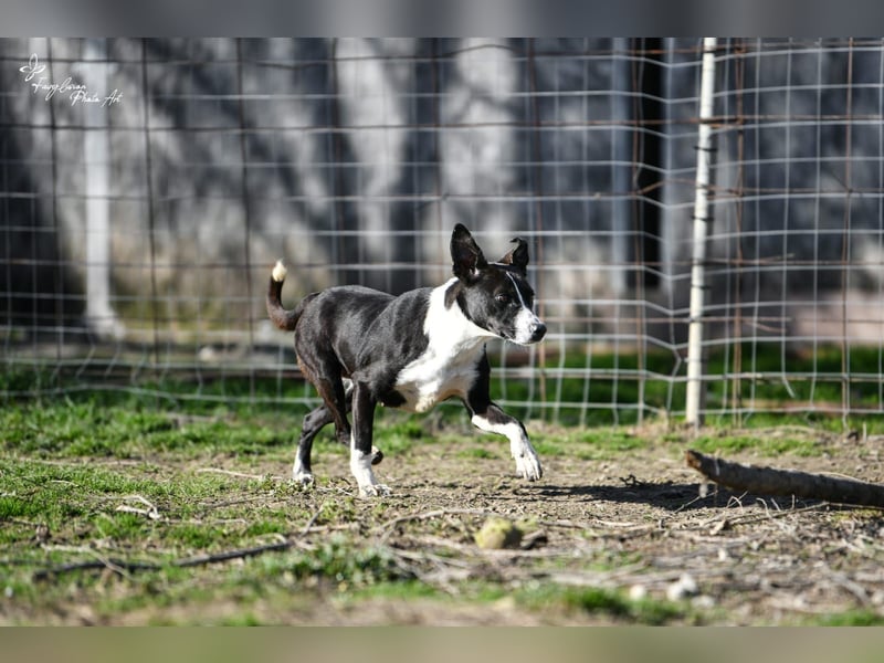 Collie, noch so jung …..wer möchte ihr die Welt zeigen?