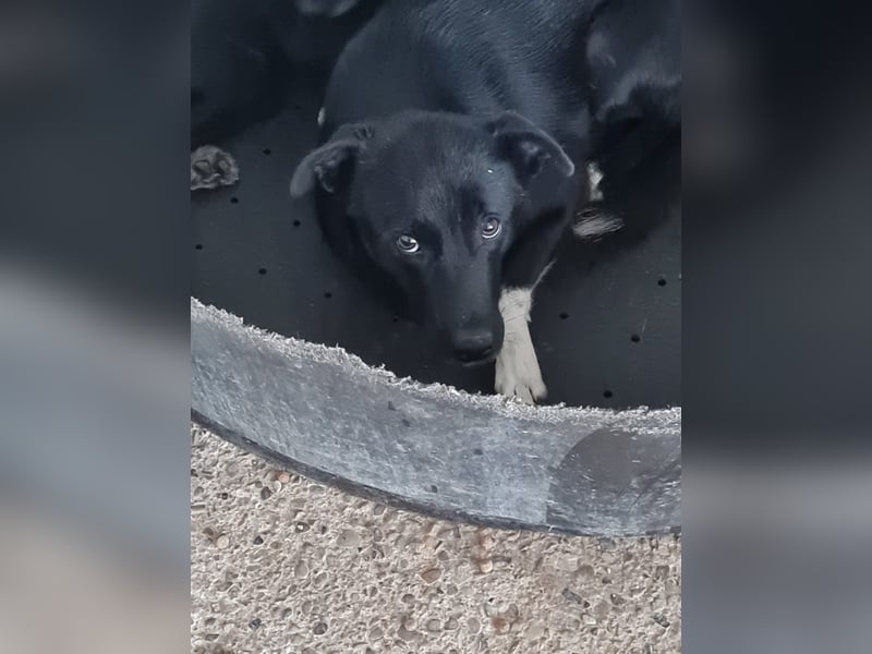 Vila, 3-jähriges Hundemädchen,  ca. kniehoch, neugierig, sozial, verspielt)