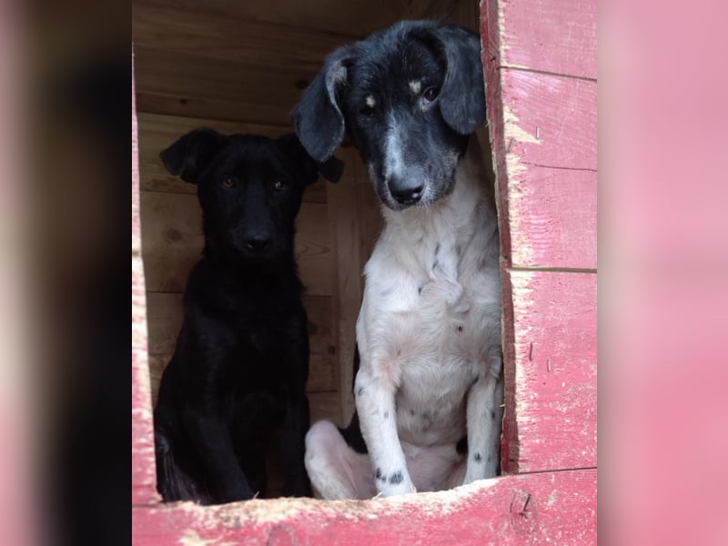 Iris, 2 ½ jähriges Mädel , ca. 45-50cm, freundlich, neugierig, lernfreudig, sozial