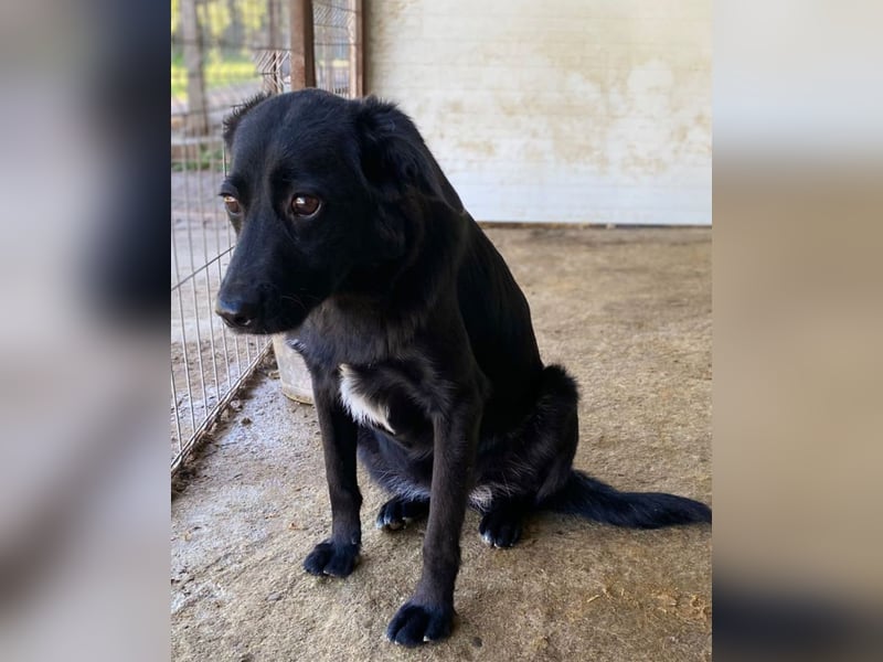 Natalie, eine verspielte, freundliche, noch etwas schüchterne, soziale 3 jährige Schönheit