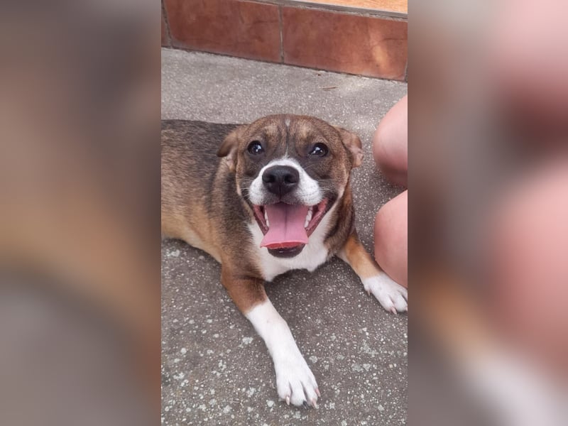 Holly, verspielt und niedlich