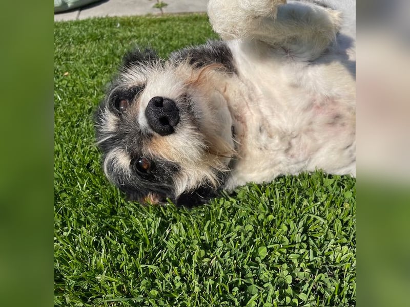 Foltina,Knutschkugel  darf auf der Pflegestelle in Zülpich besucht werden