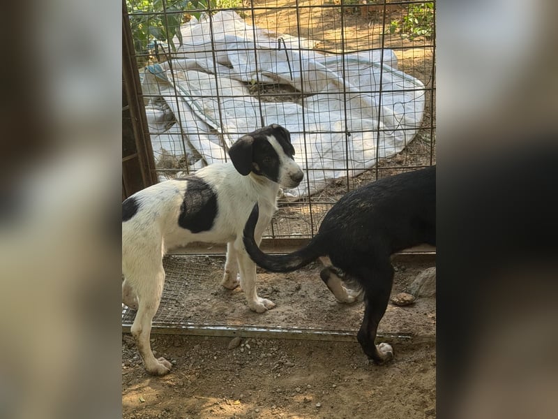 Leia, süße Maus sucht aktive Family