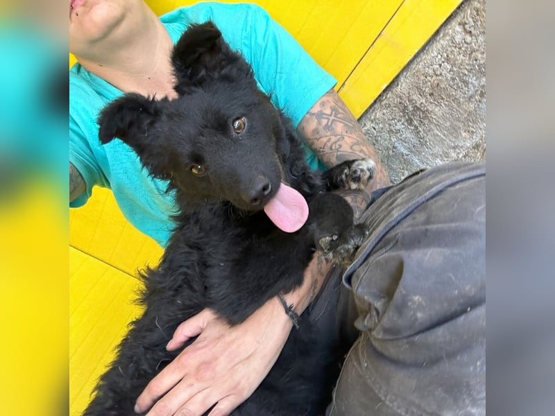 Eryx, fröhlicher 2 jähriger Rüde, mittlere Größe, verspielt, lebensfroh, lieb, menschenbezogen, akti