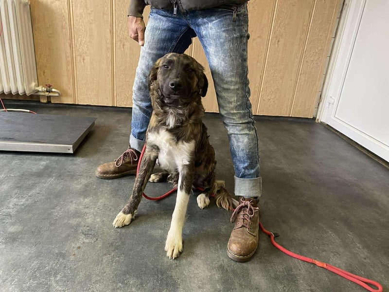 Dombi, junger Hund mit großem Herz