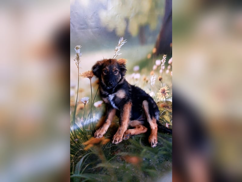 Elea sucht ihr zu Hause