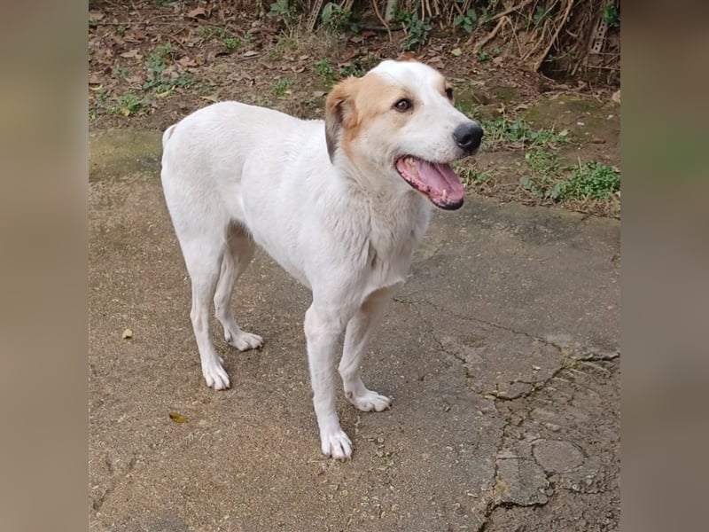 Simba- Mischlingshund sucht ein Zuhause/Pflegestelle