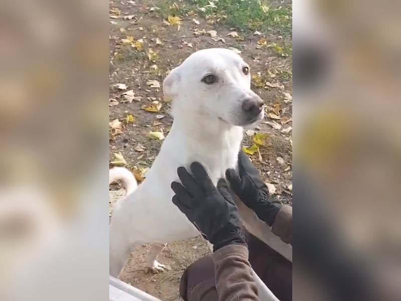 Laika freut sich auf aktive Menschen