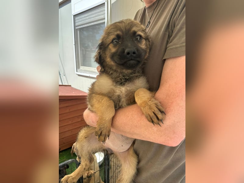 Wonderwoman, kleine Kämpferin sucht Traumzuhause