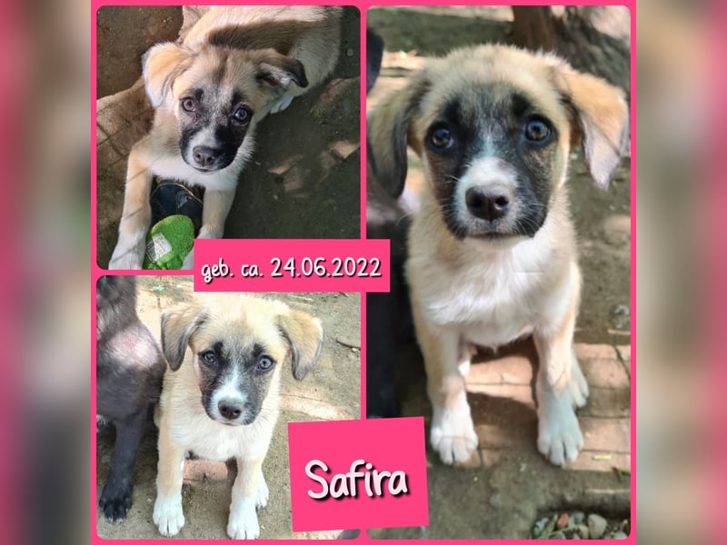 Safira, 2 ¾ -jähriges Mädchen, ca. kniehoch, freundlich, verspielt, offen