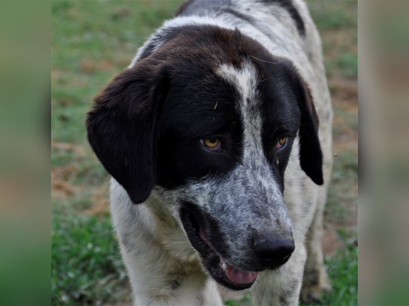 Timmy- Hirtenhund-/Jagdhund-Mischling