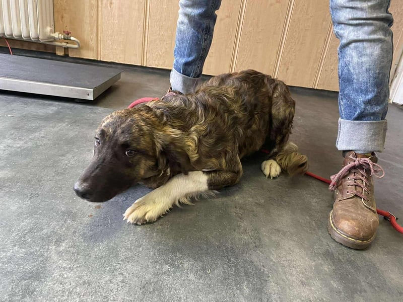 Dombi, junger Hund mit großem Herz