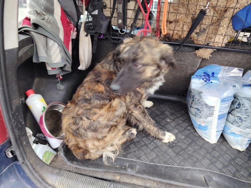 Dombi, junger Hund mit großem Herz