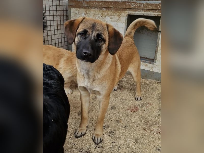 Lukretia sucht liebevolles Zuhause
