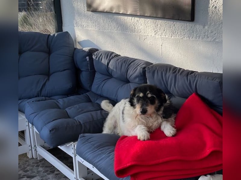 Foltina,Knutschkugel  darf auf der Pflegestelle in Zülpich besucht werden