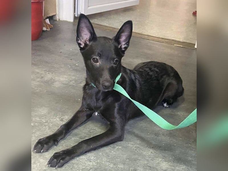 Sonic, kleiner aktiver Sonnenschein sucht…