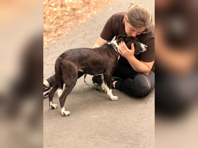 Collie möchte endlich in einem tollen Zuhause angekommen