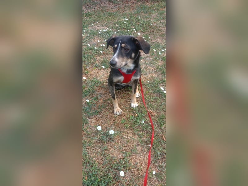 Nelly sucht ein zu Hause
