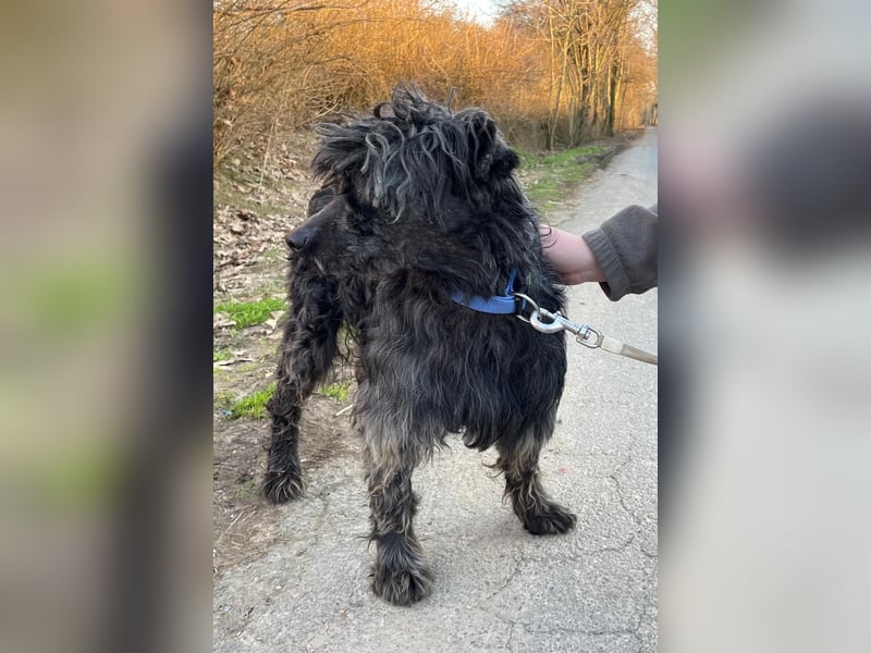 Shifu sucht souveräne Menschen