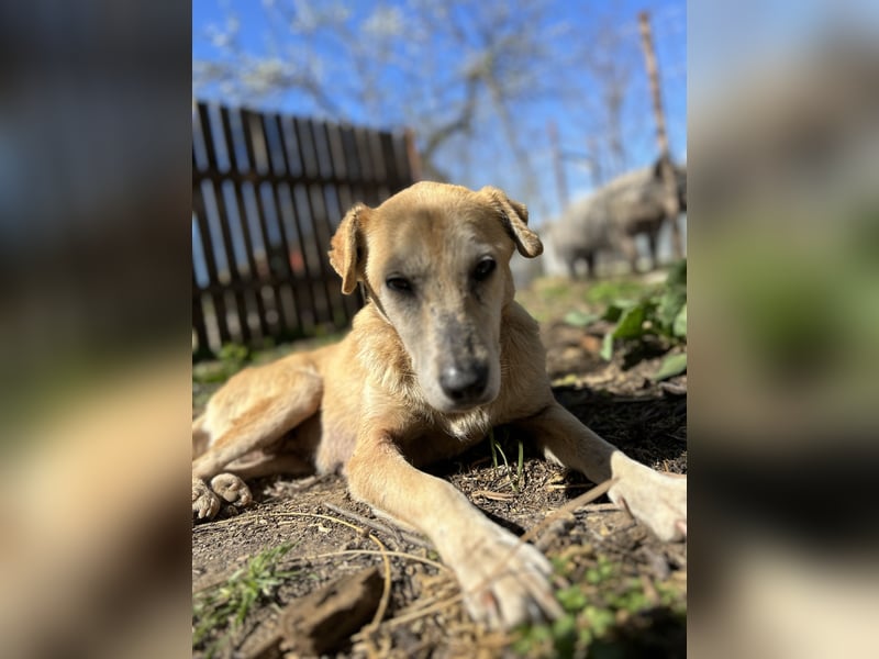 Silva, 8jährige Lady, kniehoch, freundlich, sozial, noch zurückhaltend