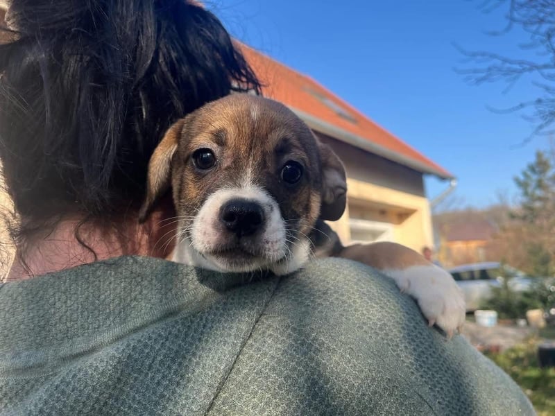 Holly, verspielt und niedlich