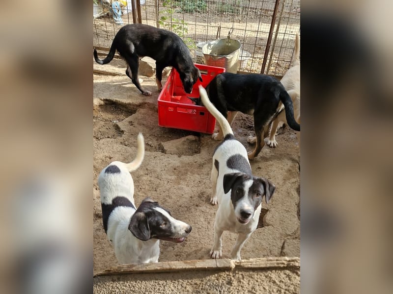 Leia, süße Maus sucht aktive Family