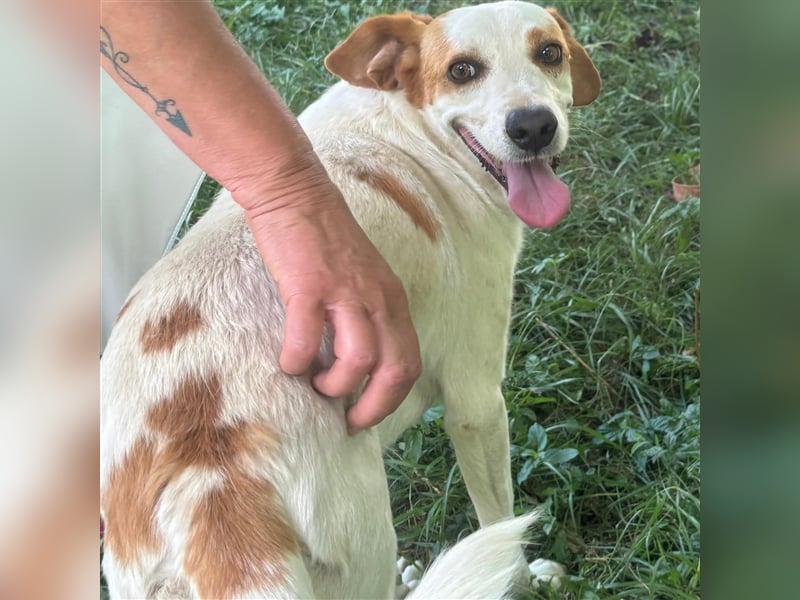 Lio- Mischlingshund sucht ein Zuhause/Pflegestelle