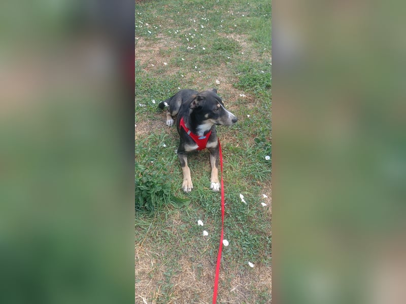 Nelly sucht ein zu Hause