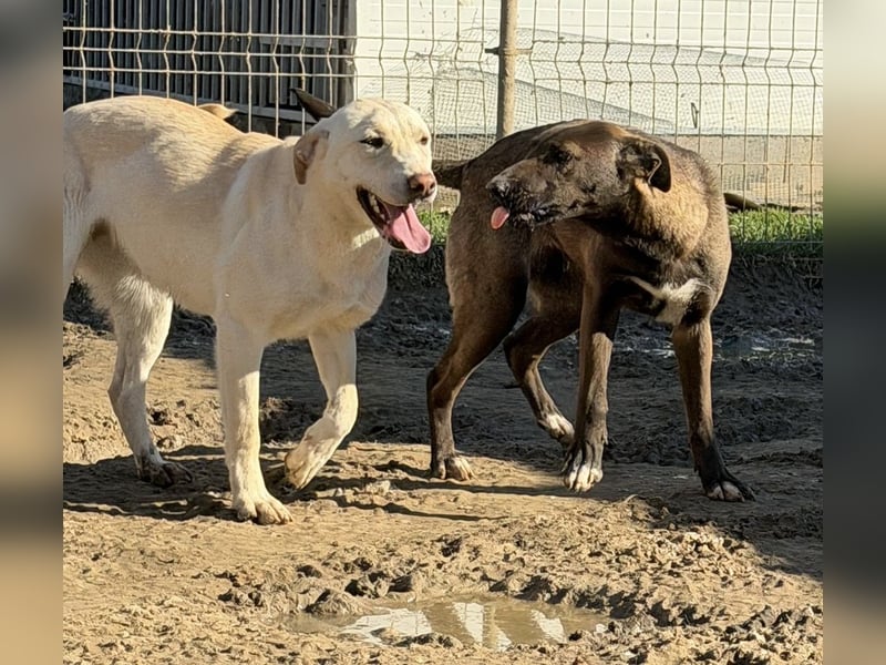 Nati, bildhübsches Hundemädchen