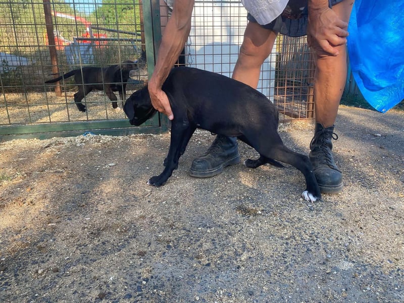 Rebeka, freut sich auf ihre Menschen auf Pflegestelle in Kerpen