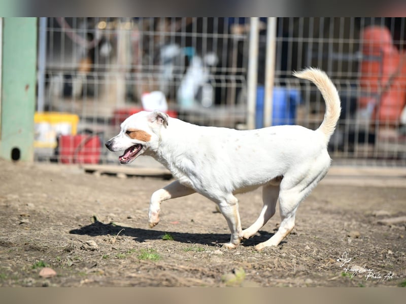 Imre , erobert alle Herzen im Sturm, möchte endlich gesehen werden