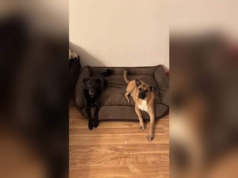 Pacco verliert unverschuldet sein liebevolles Zuhause