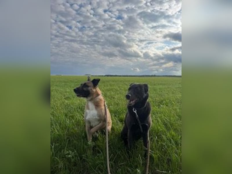 Pacco verliert unverschuldet sein liebevolles Zuhause