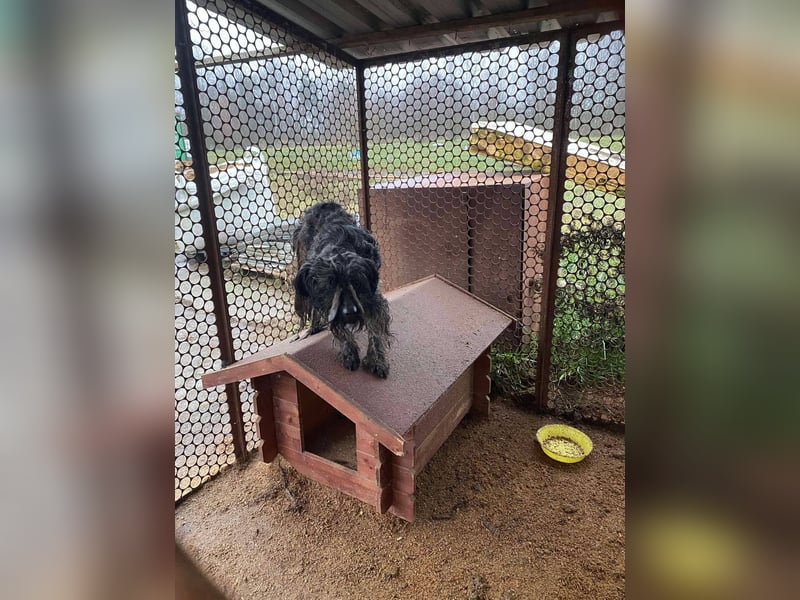 Shifu sucht souveräne Menschen