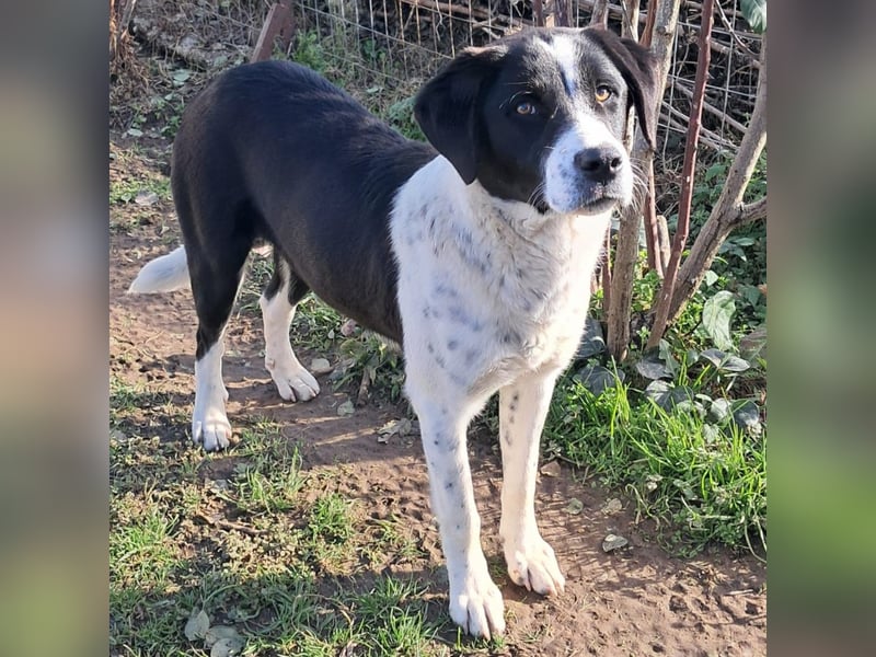 Sophia sucht ein Zuhause / eine Pflegestelle