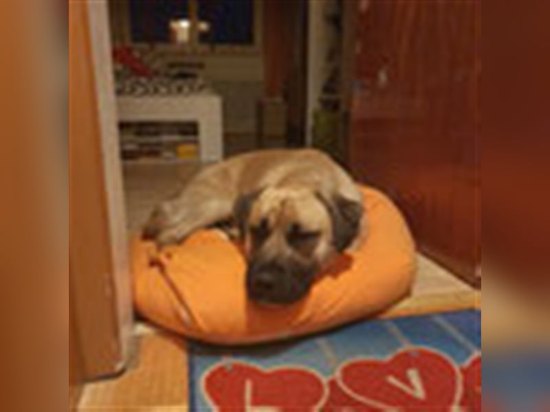 Sam 1-Vermittlungshilfe / Auf PS in 3240 Mank (Österreich)