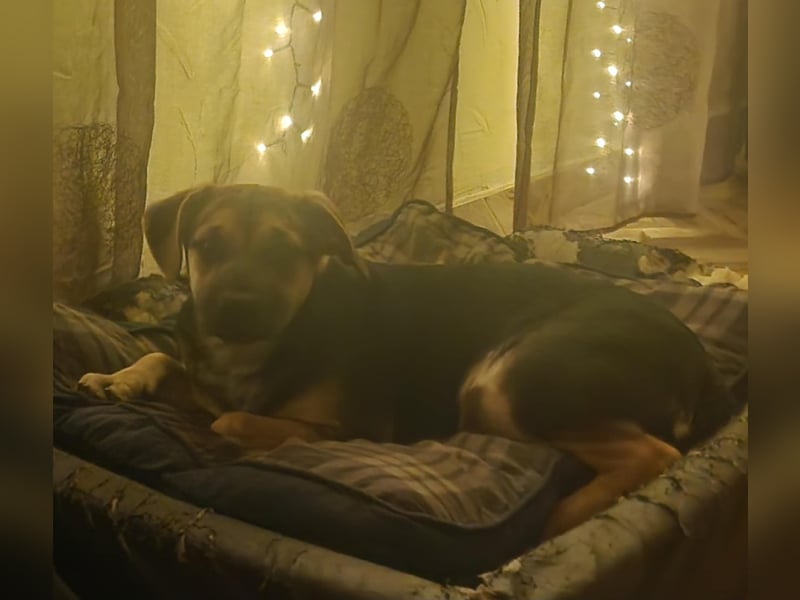 Csipet, lernwillig und zurückhaltend