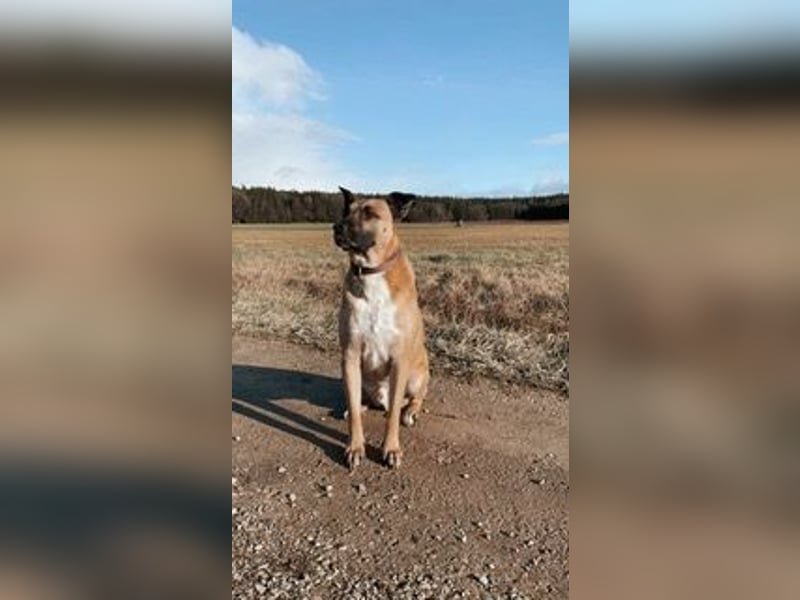 Pacco verliert unverschuldet sein liebevolles Zuhause