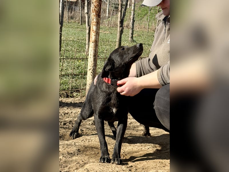Vera, eine von vielen schwarzen Schnuckelmäusen