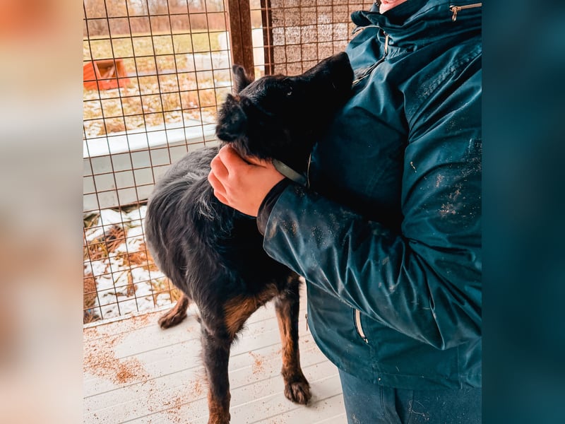 Liget, süße Hundemama sucht ihre Familie