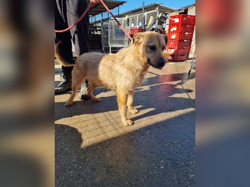 Doris, süßer kleiner Wirbelwind auf der Suche nach einem tollen Leben