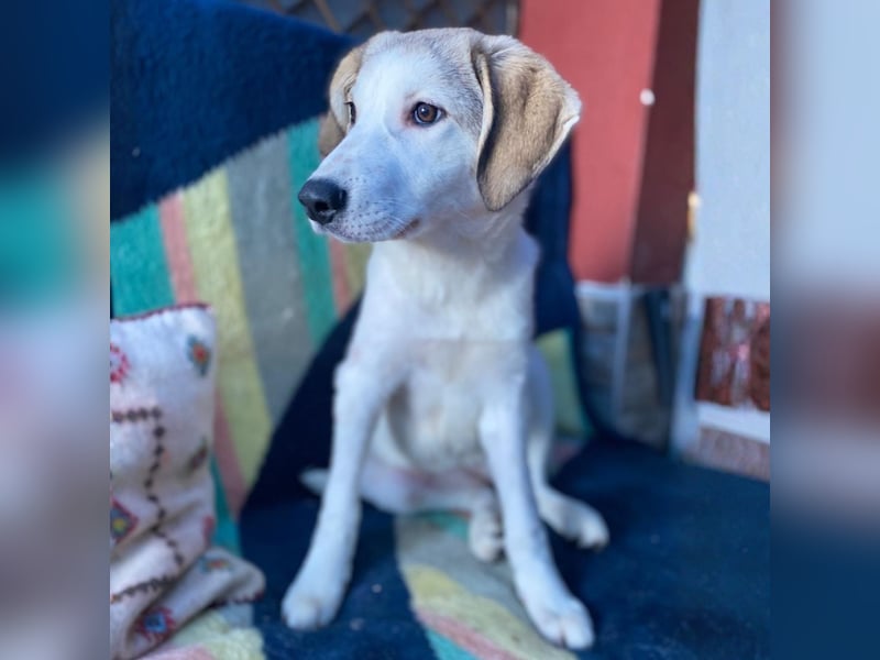 Margarita-sucht ein Zuhause/Pflegestelle