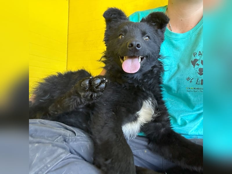 Eryx, fröhlicher 2 jähriger Rüde, mittlere Größe, verspielt, lebensfroh, lieb, menschenbezogen, akti