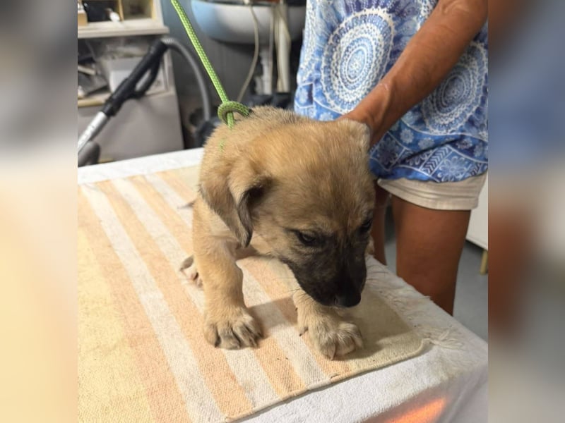 Hero, was für ein süßes Schnäuzchen
