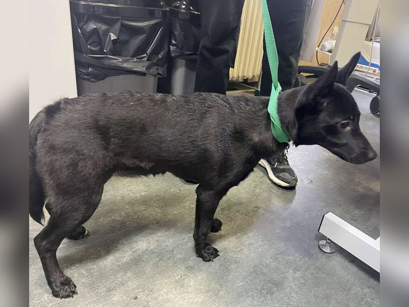 Sonic, kleiner aktiver Sonnenschein sucht…