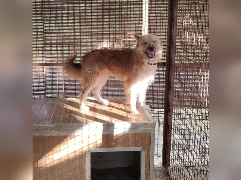 Linduska, zartes Seelchen sucht ruhiges Zuhause