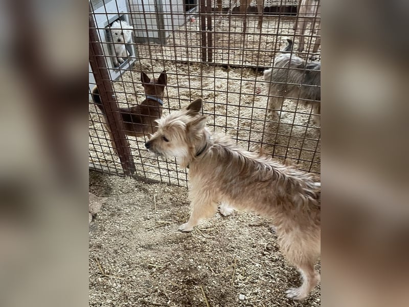 Linduska, zartes Seelchen sucht ruhiges Zuhause