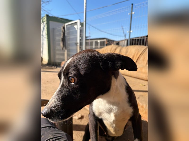 Collie, noch so jung …..wer möchte ihr die Welt zeigen?