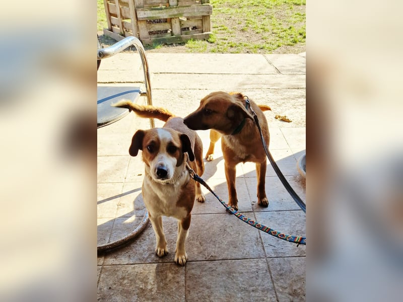 Sonnenschein Kisbarna sucht ihr Rudel